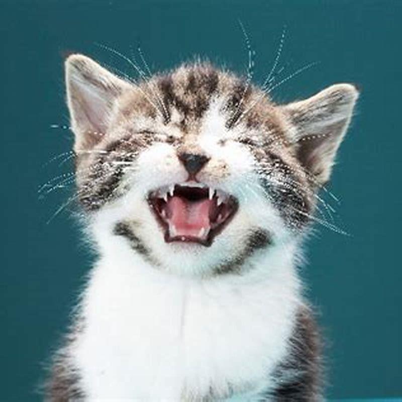 What does cat crying sound like?