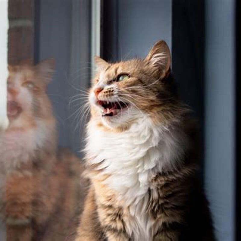 What does chirping mean in cats? - DIY Seattle