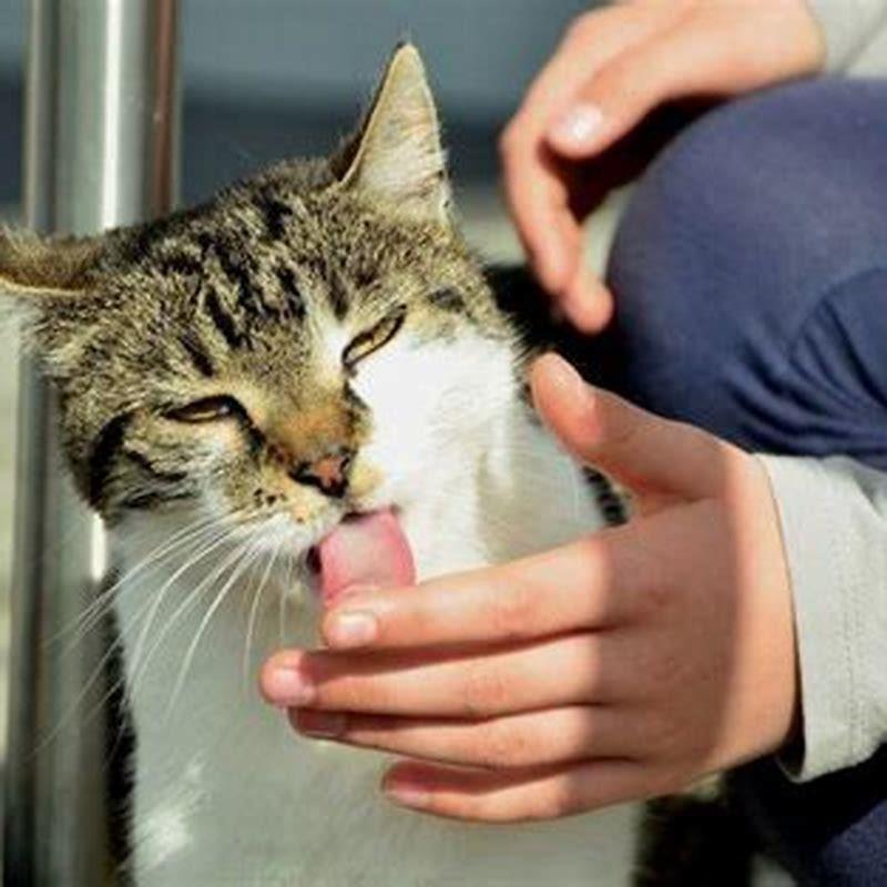 What does it mean if my kitten licks my hair?