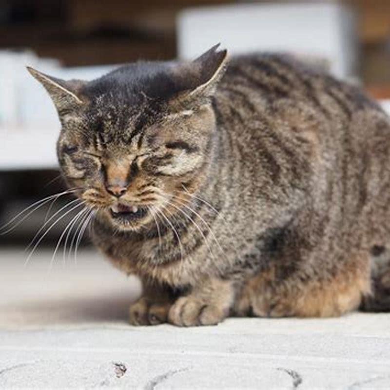 What does it mean when a cat is panting?