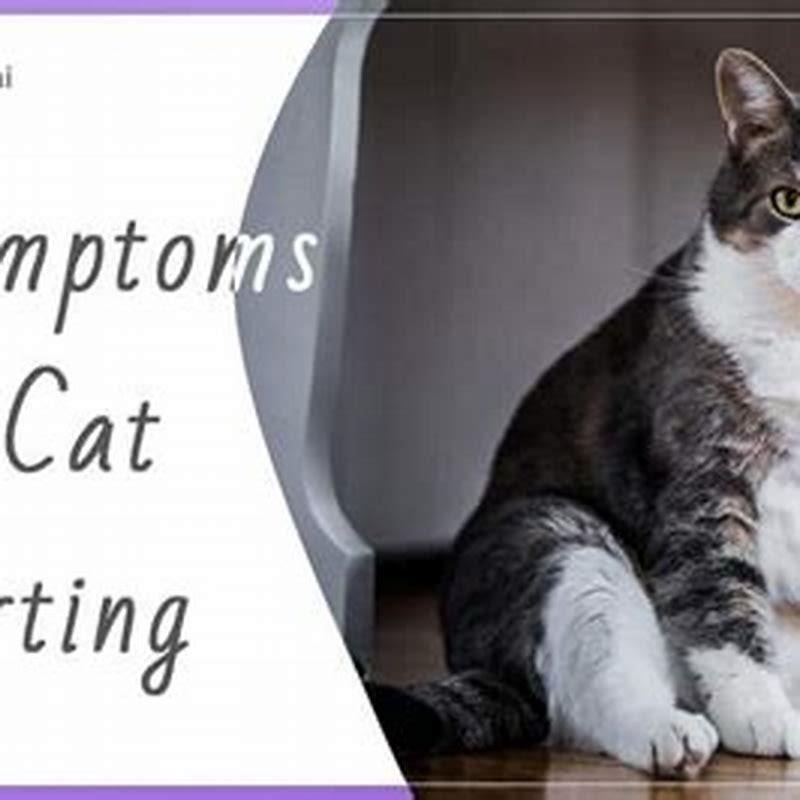 What does it mean when cats fart?
