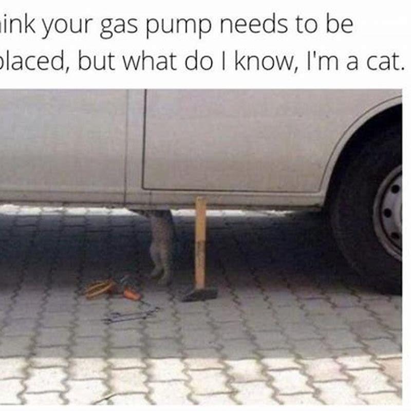 What does no cats mean on a car?