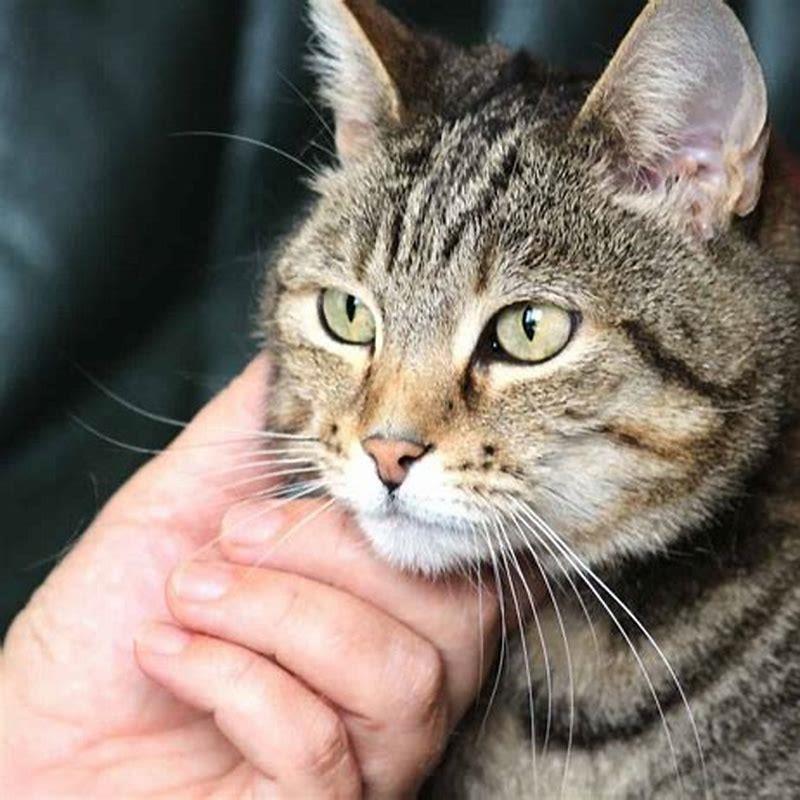 What does spraying in cats mean?
