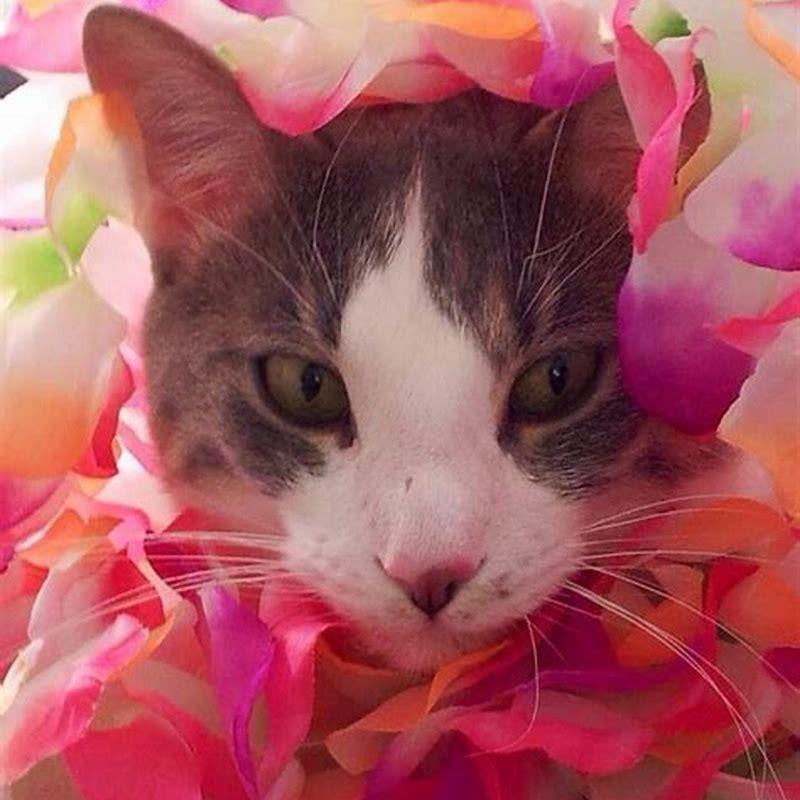 what-flowers-are-bad-around-cats-diy-seattle