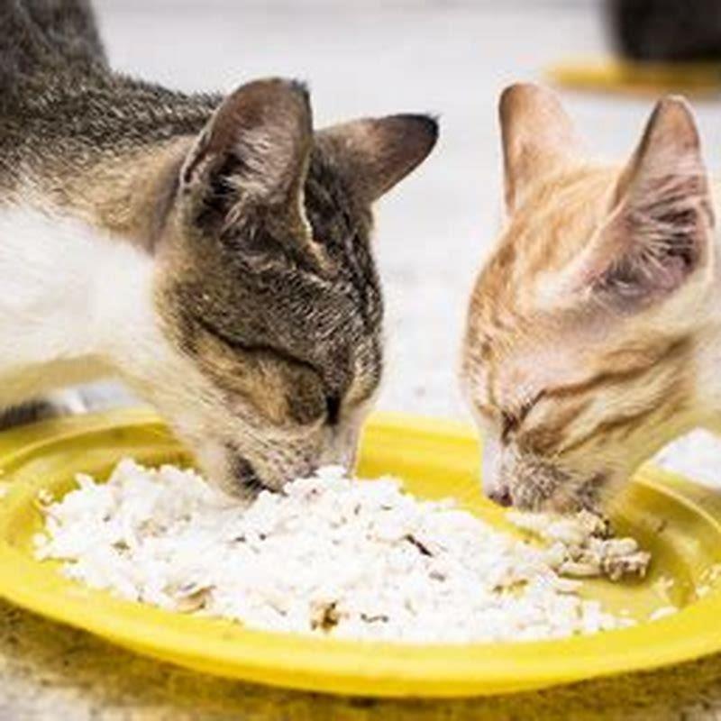 What food can stray cats eat? DIY Seattle