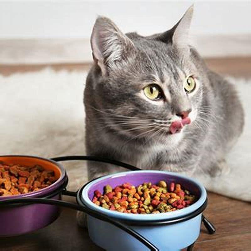 What food does a cat eat? - DIY Seattle