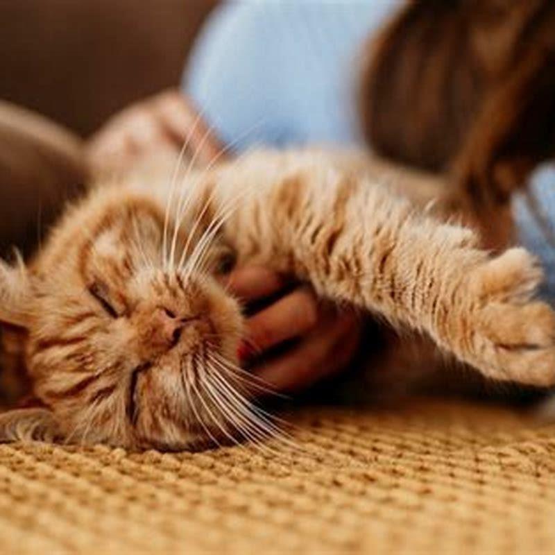 What happens if a cat eats a little bit of onion?