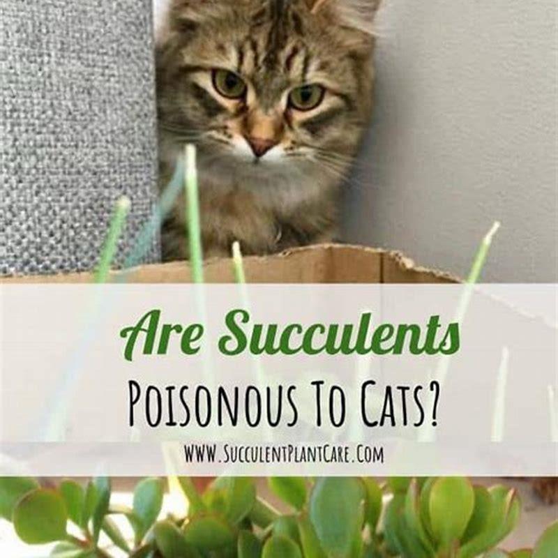 what-happens-if-my-cat-eats-a-succulent-diy-seattle