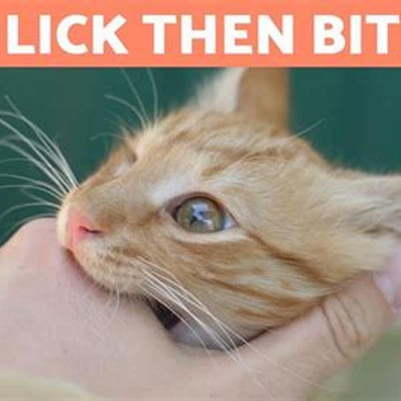 what-happens-if-my-cat-licks-centragard-diy-seattle