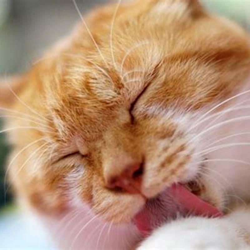 What happens when a cat grooms itself?