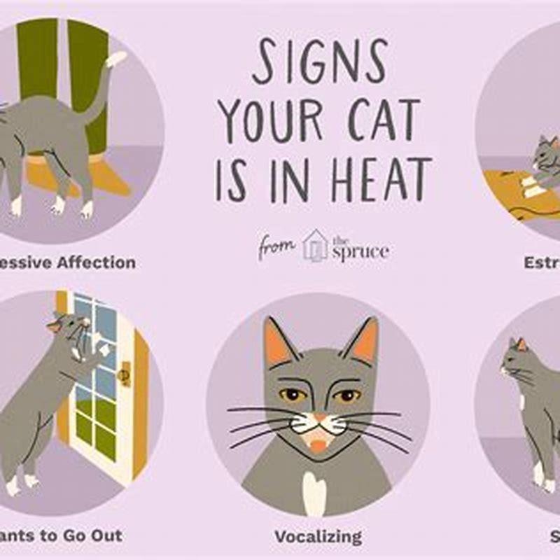 what-happens-when-a-male-cat-is-in-heat-diy-seattle