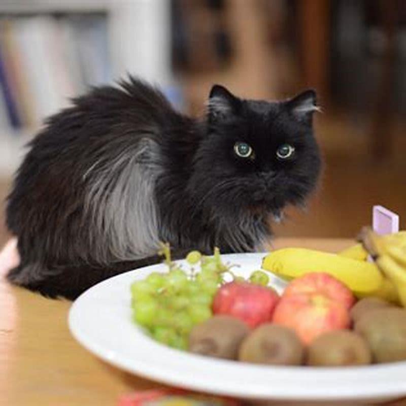 What holiday foods can cats eat?