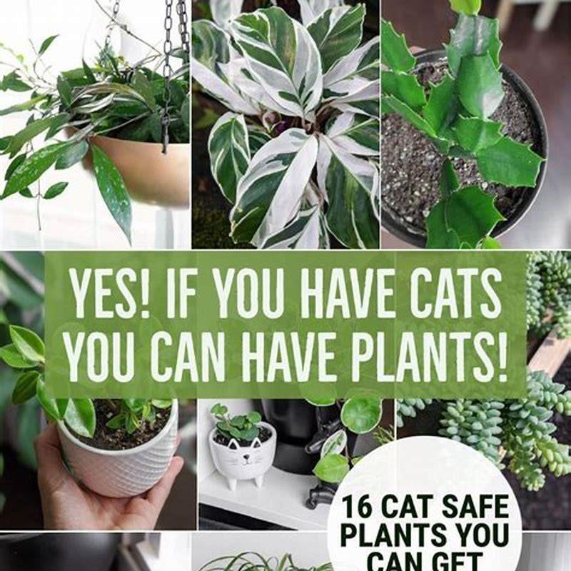 what-houseplant-is-toxic-to-cats-diy-seattle