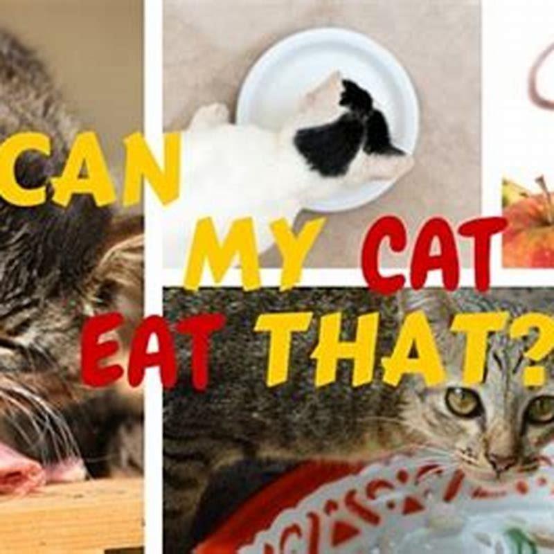 What human food can cats eat?