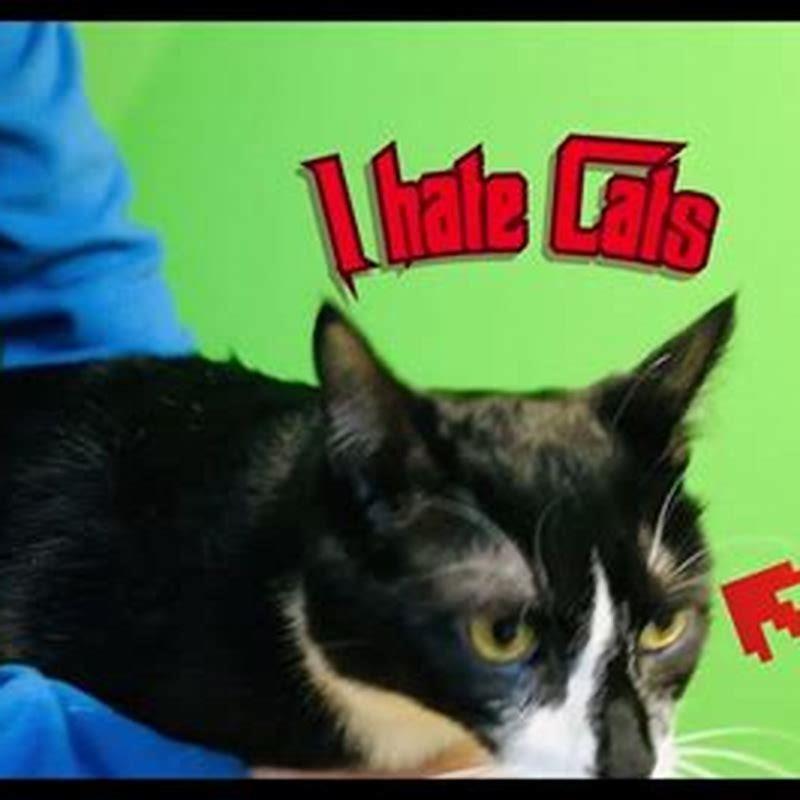 What Is A Cat Hater Called DIY Seattle