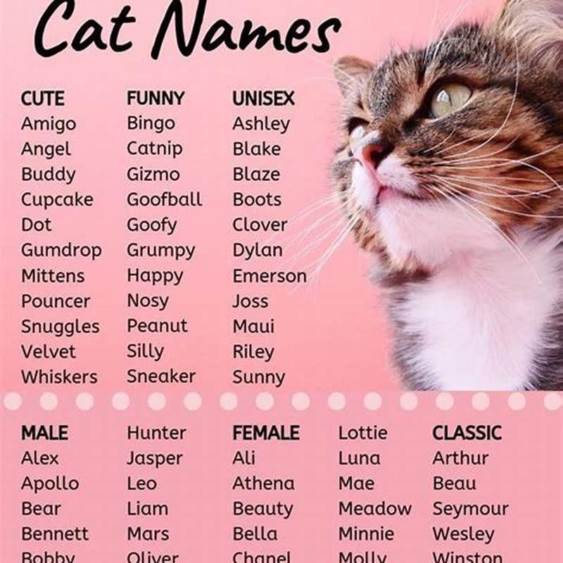 What is a cute girl cat name? - DIY Seattle