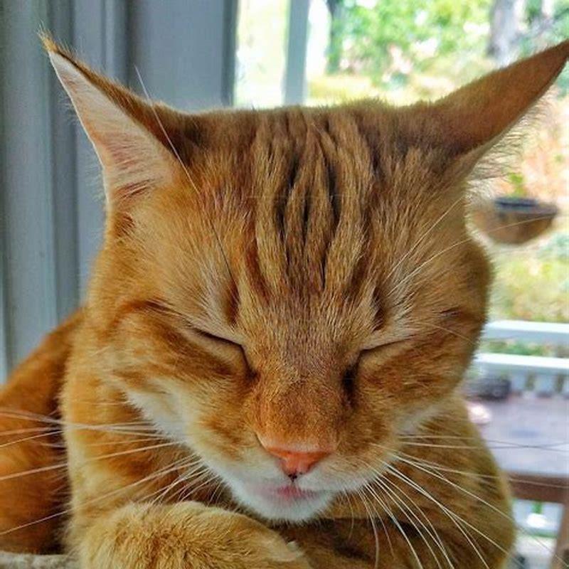 What is an orange cat called?