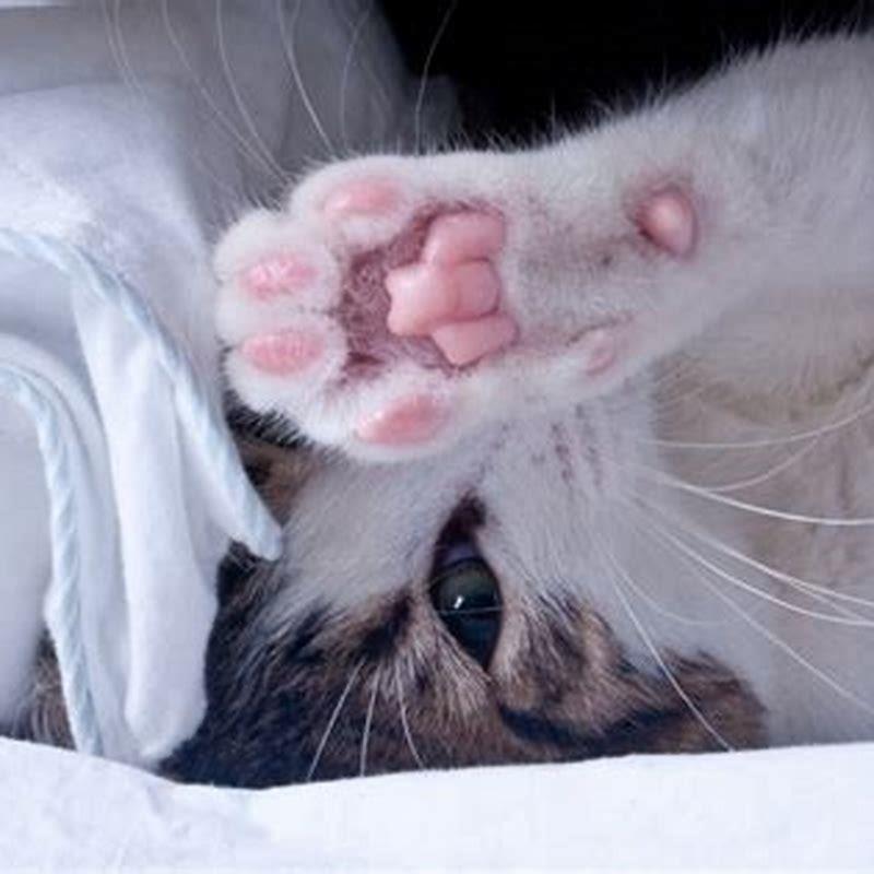 What Is Inside A Cats Toe Bean DIY Seattle