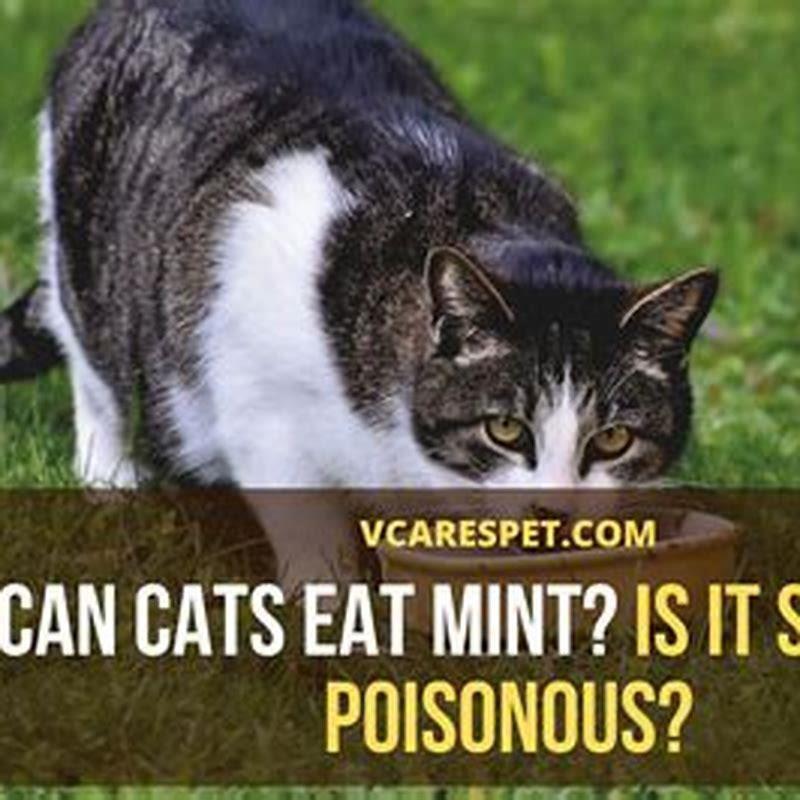 What is safe for cats to eat?