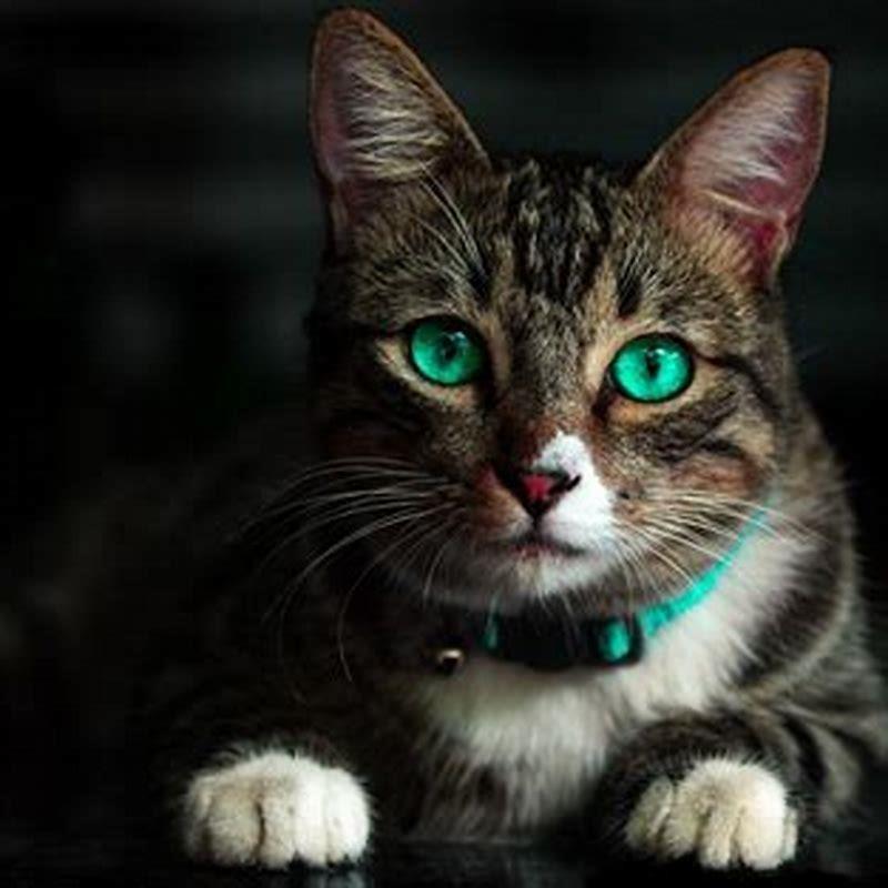 What is the best cat for first time owner?