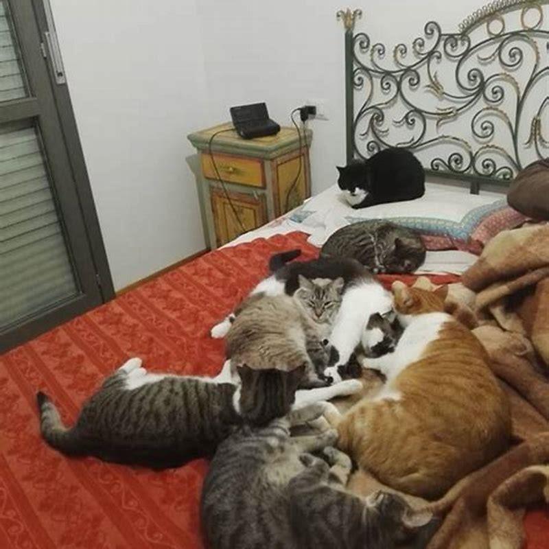 What is the biggest cat you can own?