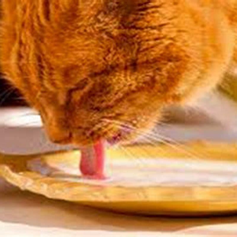 What is the cats favorite food?