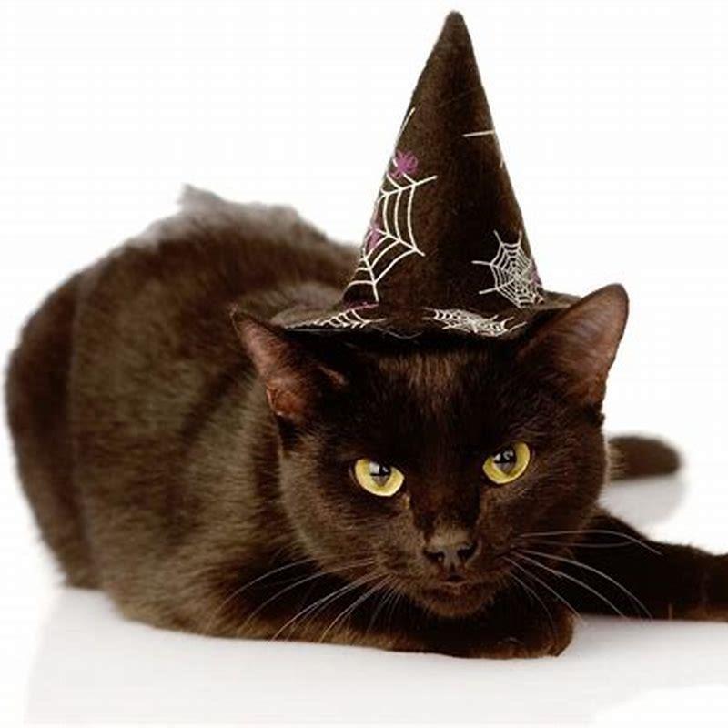 What is the cats name in Harry Potter?