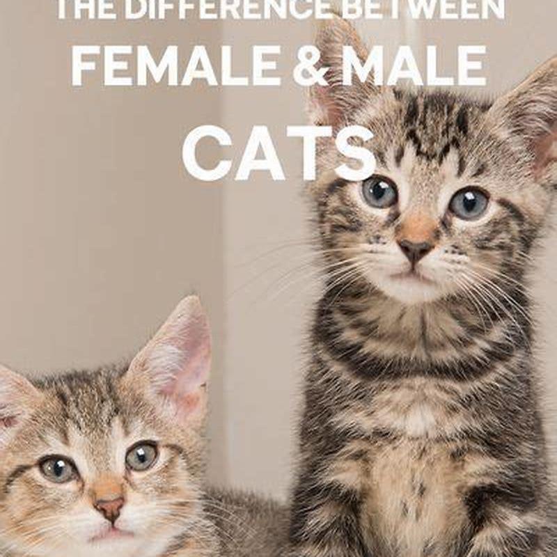 What is the difference between a cat and a feline?