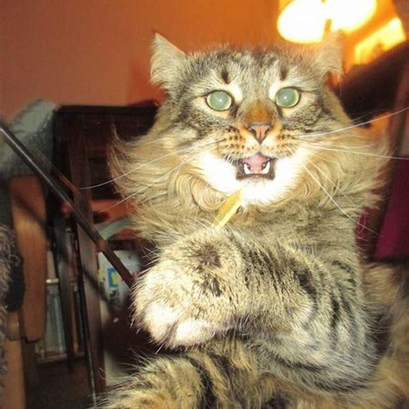 What is the difference between a Maine Coon cat and a regular cat?