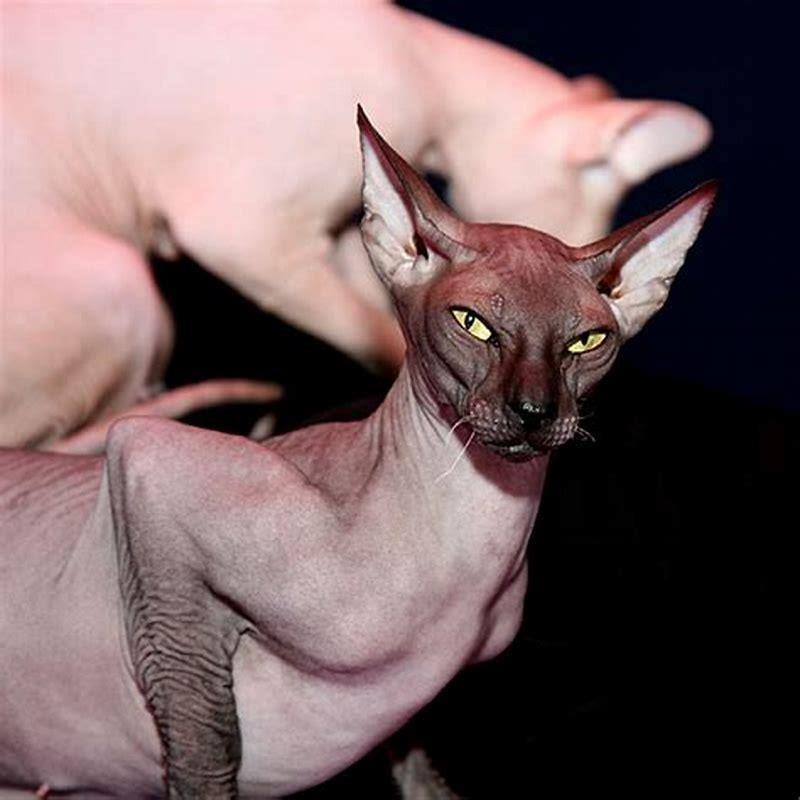 What is the difference between a Peterbald and a Sphynx cat?