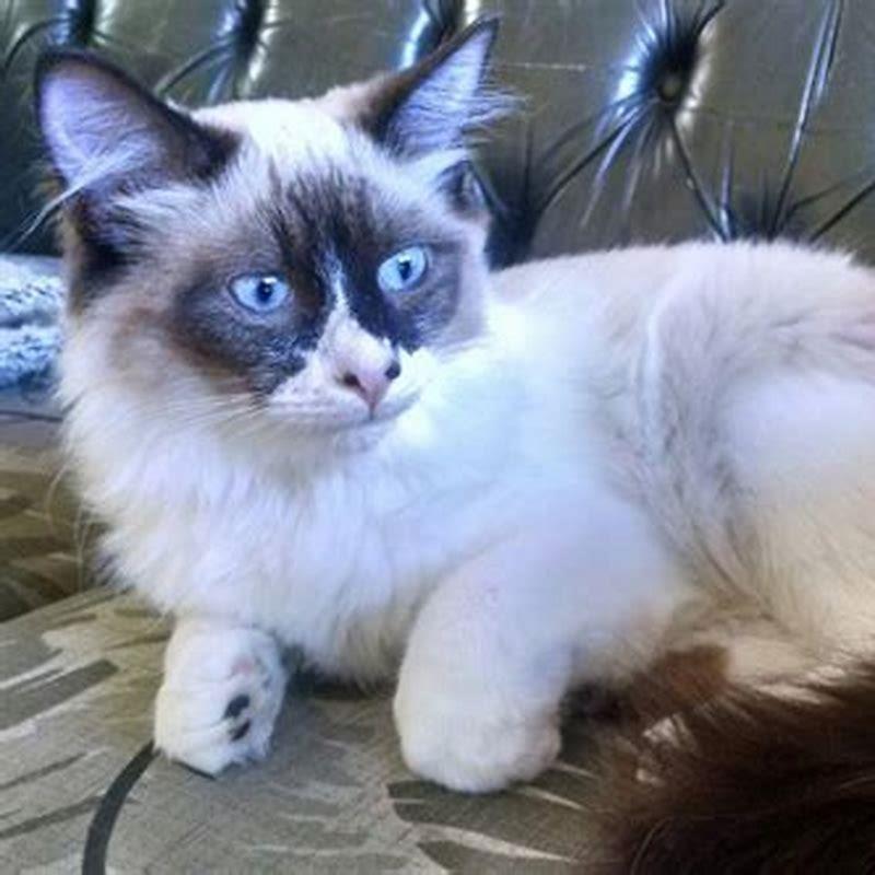 What is the difference between a ragdoll and a snowshoe cat?