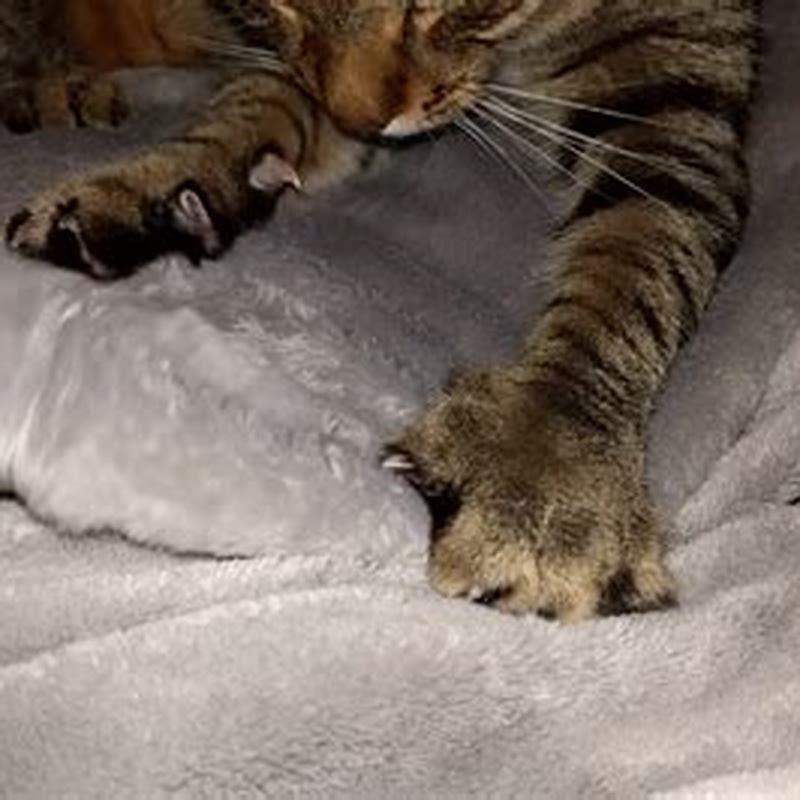 What is the kneading that cats do?