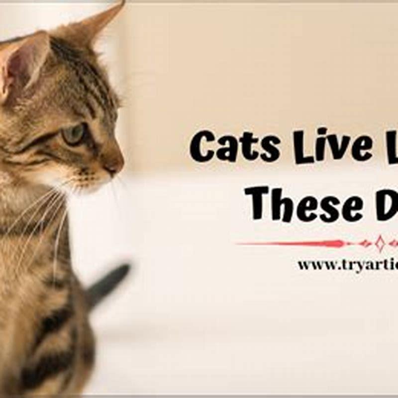 What is the lifespan of a male cat?