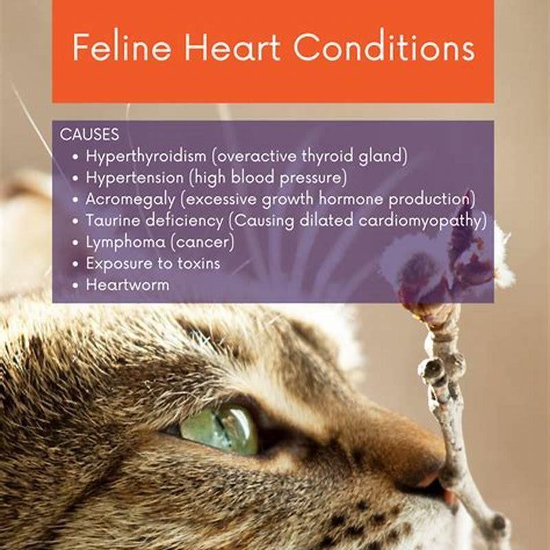 what-is-the-most-common-cause-of-heart-failure-in-cats-diy-seattle