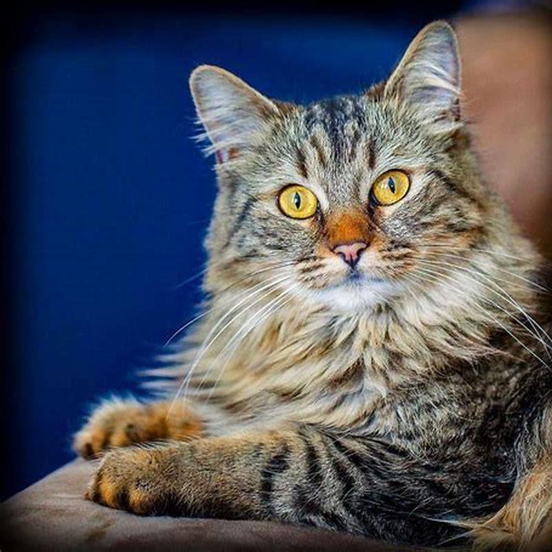 What is the most exotic cat?