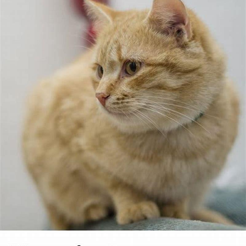 What is the orange kittens name in Aristocats?