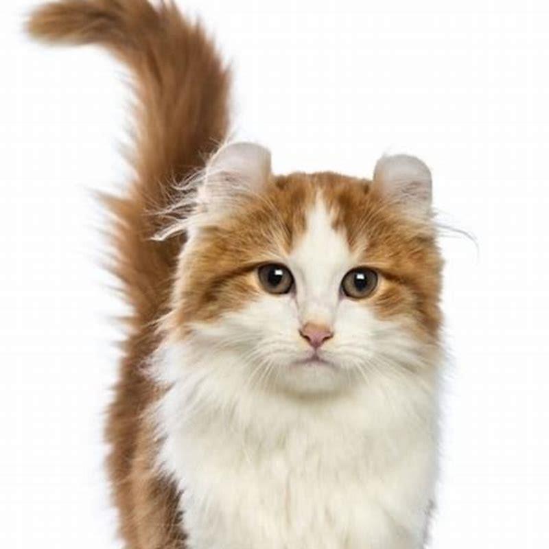 What is the purpose of the American Curl cat?