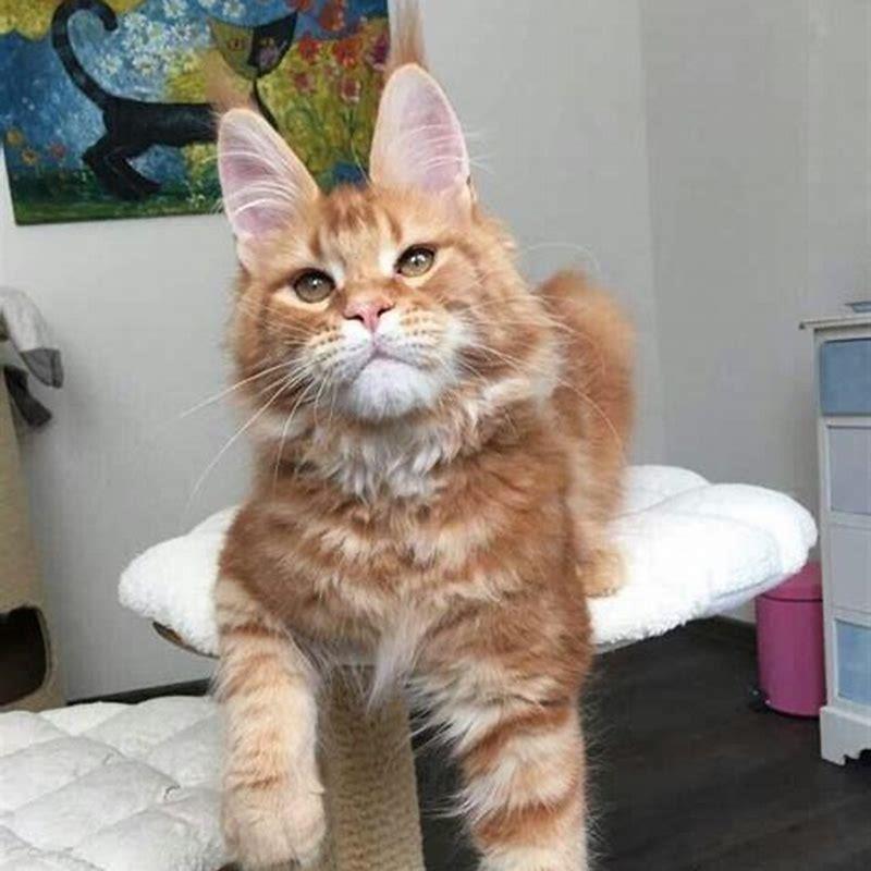 What is the rarest color for a Maine Coon cat? DIY Seattle