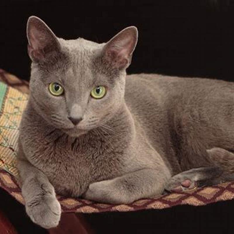 What is the Russian blue cat known for?