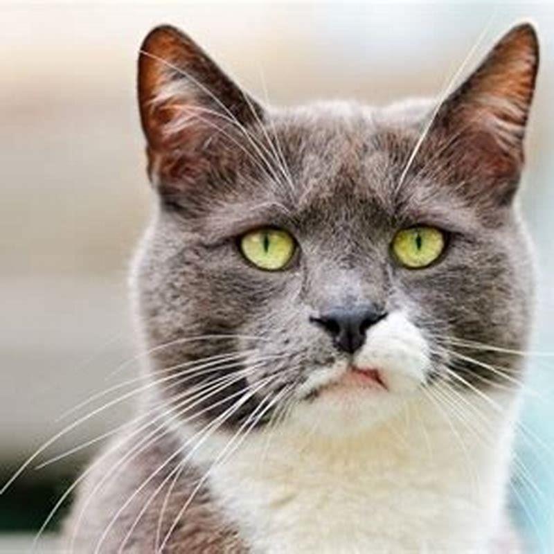 What is worse than herding cats?