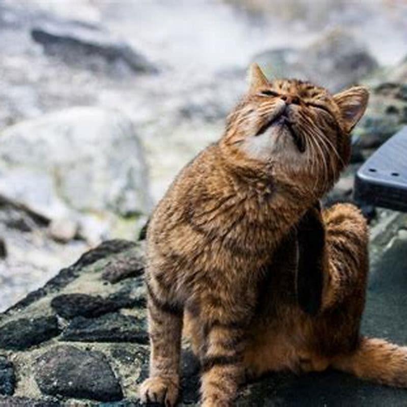 What kills mange on cats?