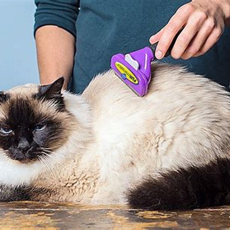 What kind of brush do you use on a long-haired cat?