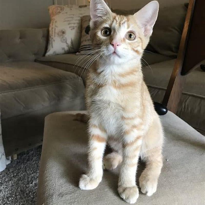 What kind of cat is a lap cat?