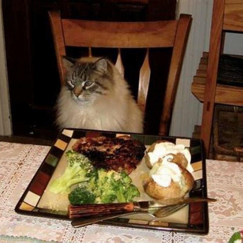 What part of Thanksgiving dinner can cats have?