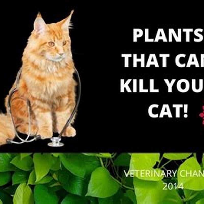 what-plant-can-kill-a-cat-diy-seattle