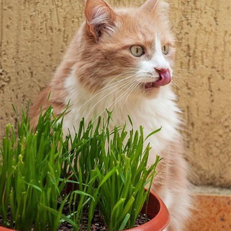 What Plants Can Cats Eat Safely DIY Seattle