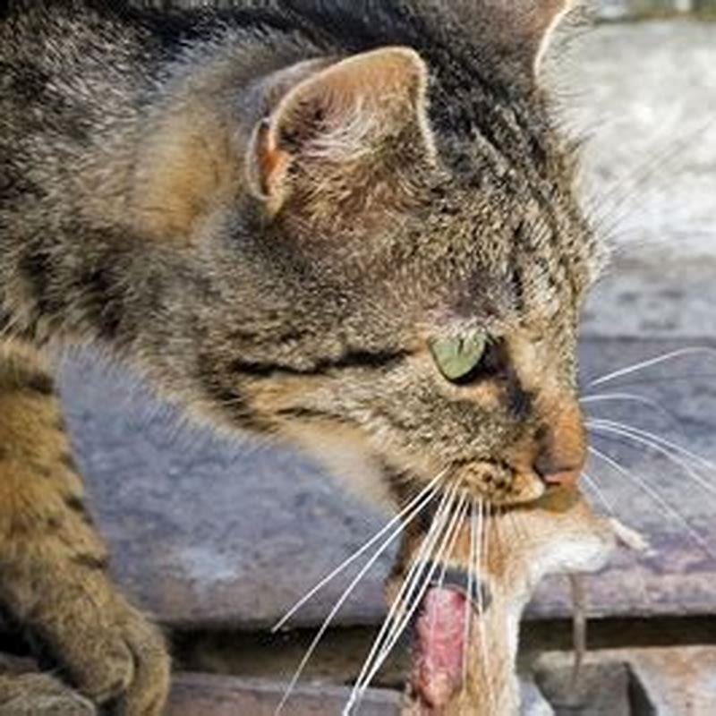 What predators kill house cats?