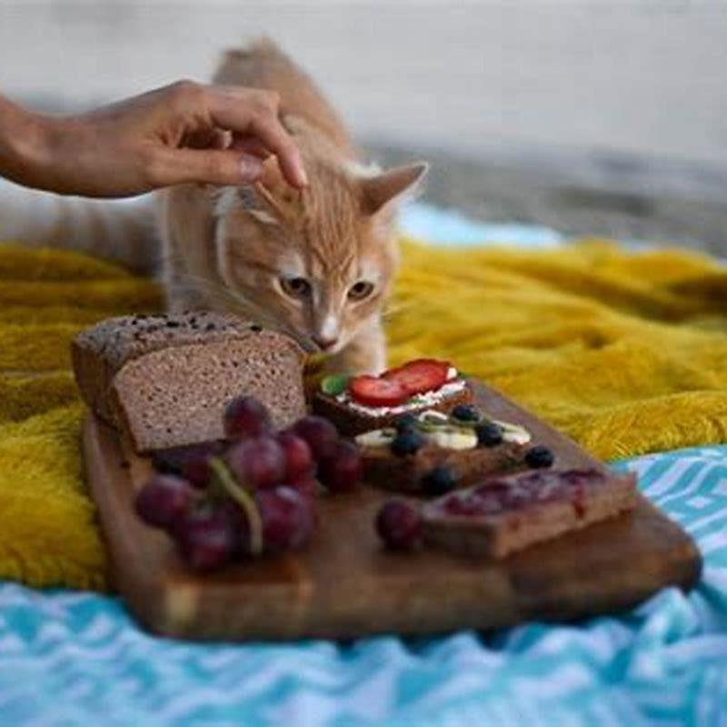 What real food can cats eat?