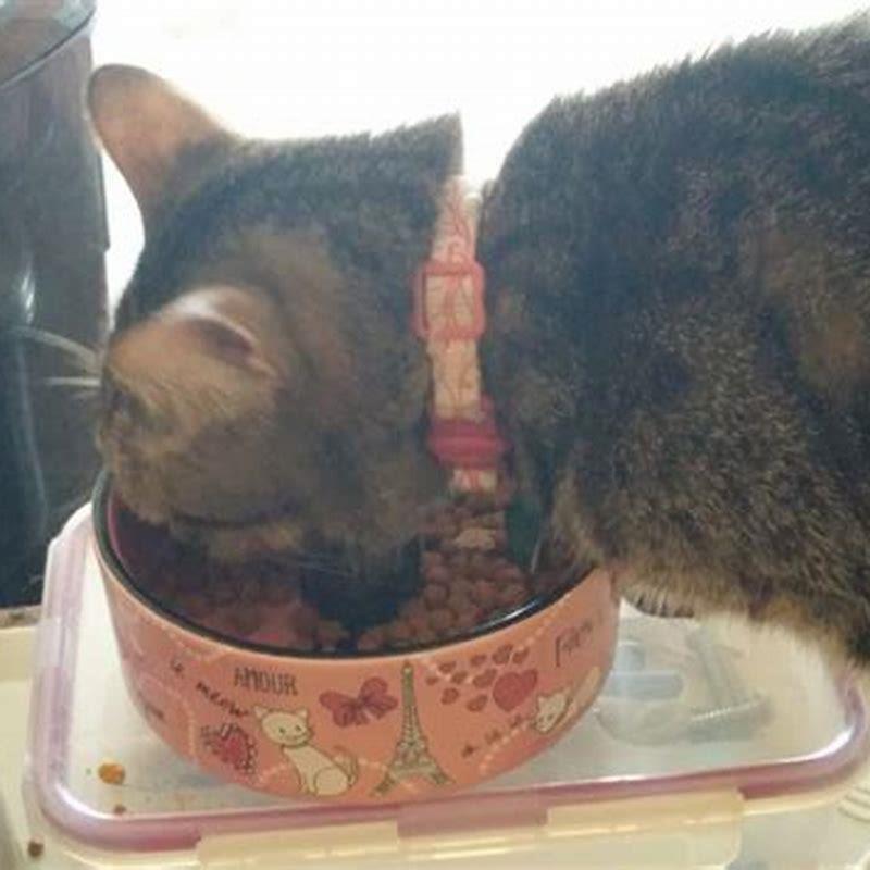 What should I do after my cat throws up?