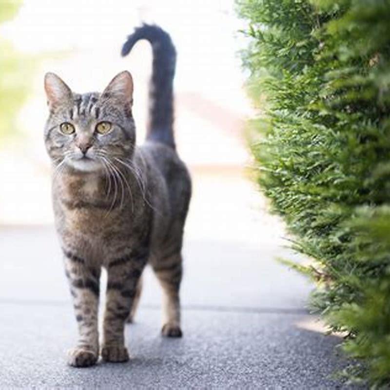 What Should You Do If A Cat Is Swishing Its Tail DIY Seattle what-should-you-do-if-a-cat-is-swishing-its-tail-diy-seattle